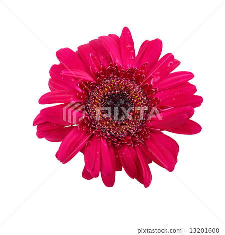 Gerbera flower with water drop isolated on white background Gerbera flower with water drop isolated on white background 13201600