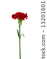red carnation flower isolated on white background 13201601
