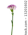 purple and white carnation flower isolated on white background 13201602