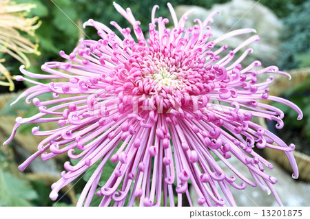 Chrysanthemum flower 13201875