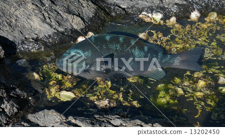 Medina 1 Medina 1 13202450