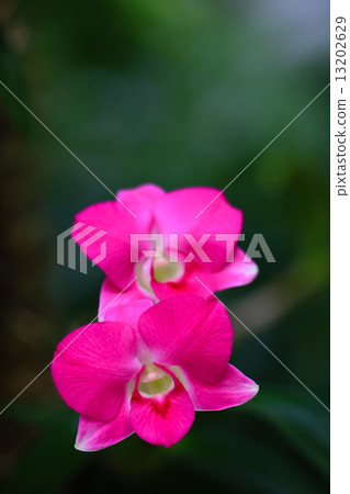 Orchid blooming in the shade 13202629