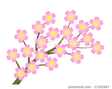 櫻花 13202667