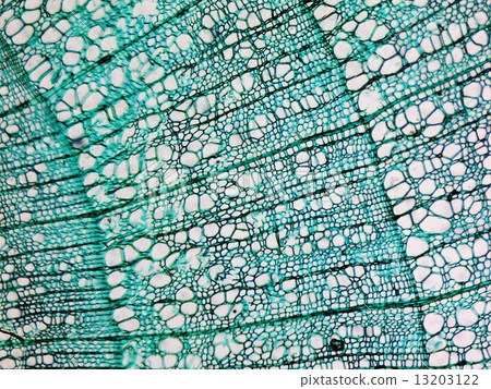 Pine Wood micrograph 13203122