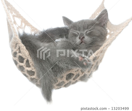 Cute gray kitten sleeping in hammock 13203499