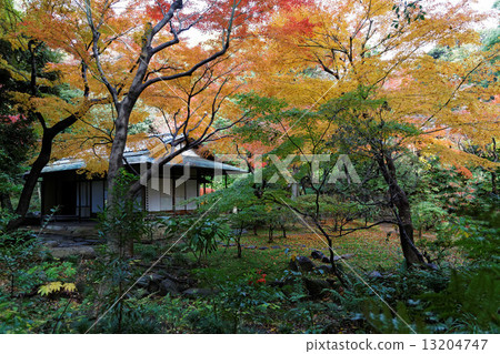Autumn leaves and tea room of Momiji in the former Furukawa garden 13204747