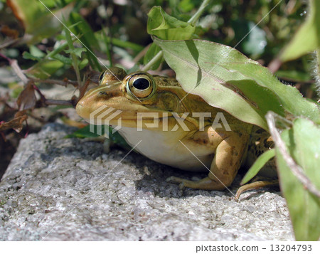 Bullfrog 13204793