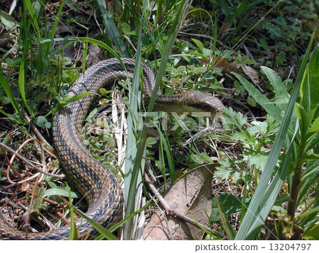 Shimate snake 13204797