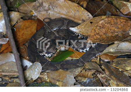 Japanese caddy horn Japanese caddy horn 13204868