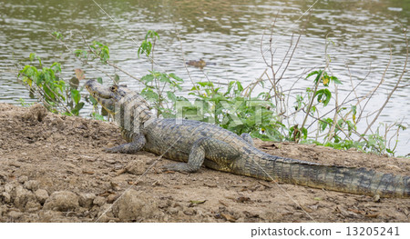Yacare Caiman with closed jaws on a sandbank in Pantanal Yacare Caiman with closed jaws on a sandbank in Pantanal 13205241
