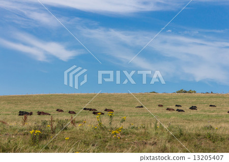 Seven Sister 13205407