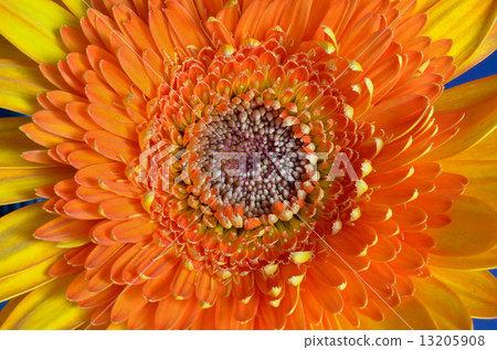 Orange gerbera flower. 13205908