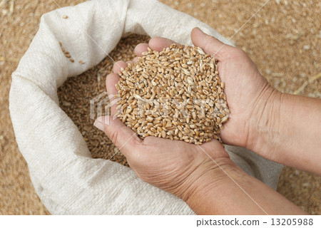 Handful of grains of wheat on the palms. Handful of grains of wheat on the palms. 13205988