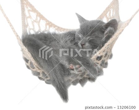 Cute gray kitten sleeping in hammock 13206100