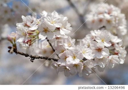 櫻花 櫻花 13206496