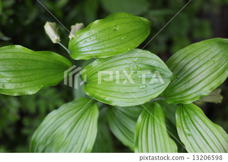 Leaves of Horsegrass and rain drops 13206598