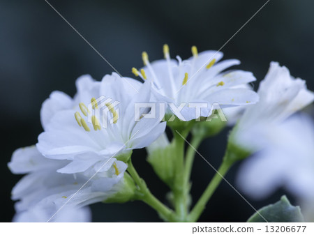 White Lewisian flowers 13206677