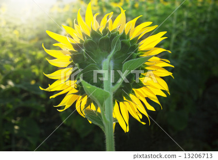 close up of rear veiw sunflowers blooming against morining light 13206713
