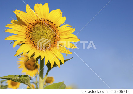 close up of beautful yellow sunflowers petal against clear blue 13206714