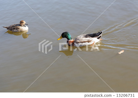 野鴨野鴨的雌性和珍珠公園池塘的獵鷹 13206731