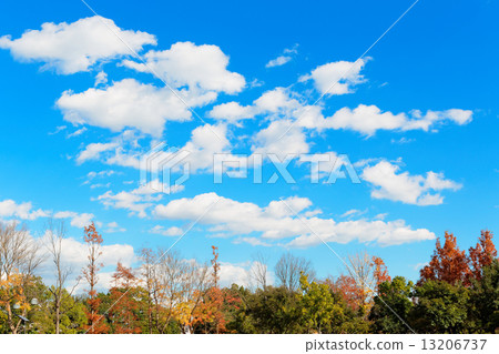 Autumnal leaves and blue sky of Misato Park 13206737