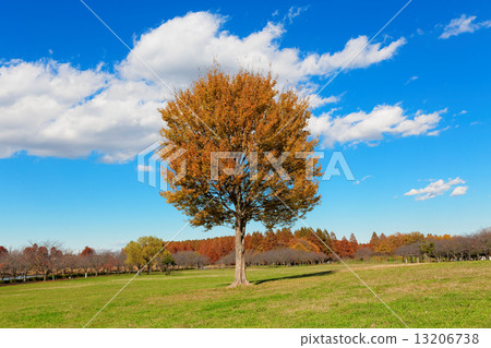 在美里公園的秋葉和大Toukaede的藍天 在美里公園的秋葉和大Toukaede的藍天 13206738