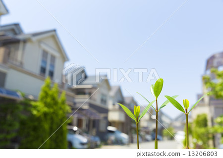 Living with Shoots 13206803