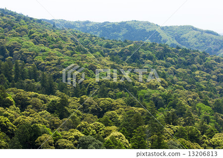 Kasugayama primitive forest of world heritage 13206813