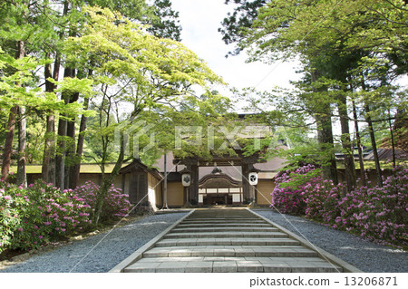 杜鵑花盛開高野山monogumenji 13206871