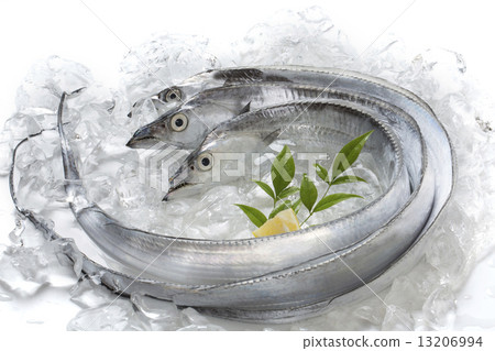 Splinter魚 13206994