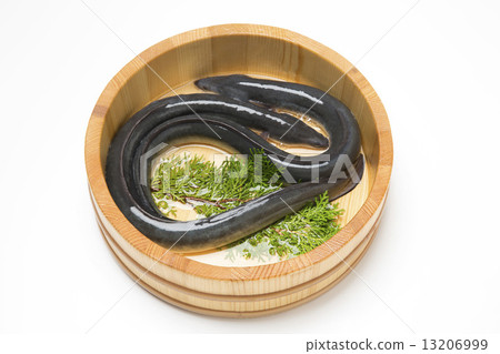 活動鰻魚 活動鰻魚 13206999