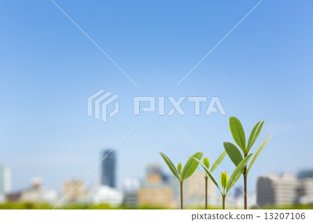 Shoots and city skyline 13207106