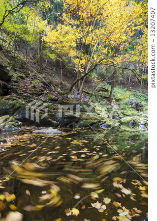 Fallen fallen by a stream Fallen fallen by a stream 13207407