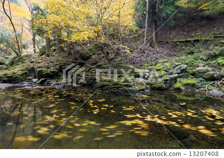 Fallen fallen by a stream Fallen fallen by a stream 13207408