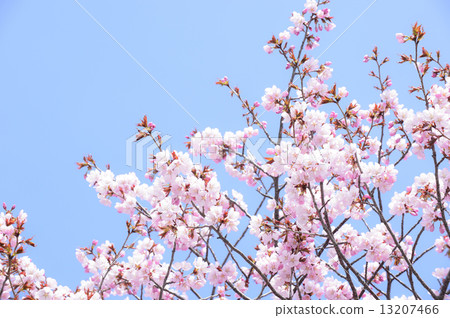 Cherry Blossoms (Empty Back) Cherry Blossoms (Empty Back) 13207466