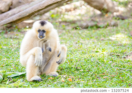 monkey 13207524