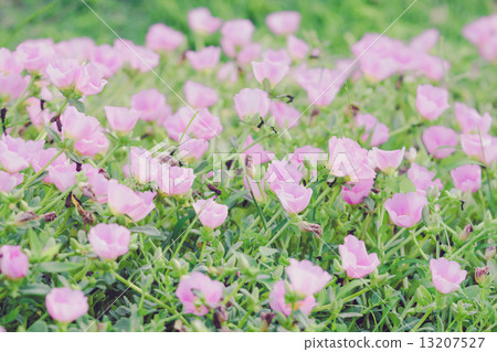 pink flower in the garden pink flower in the garden 13207527