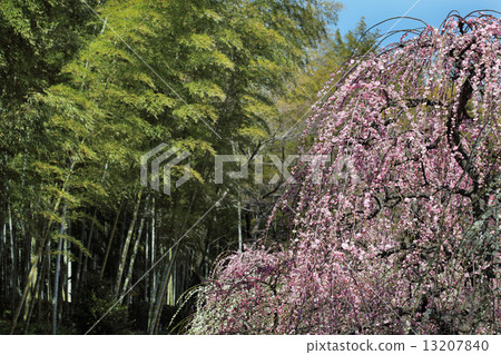 在名古屋市農業中心的草甸梅花節和竹林 13207840