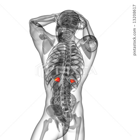 3d render medical illustration of the human adrenal glands 13208617
