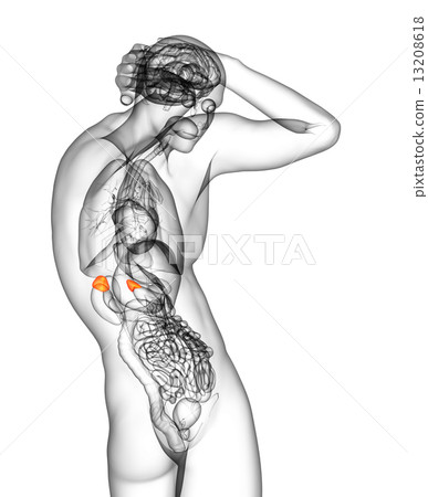 3d render medical illustration of the human adrenal glands 13208618