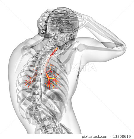 3d render medical illustration of the brounchi 13208619