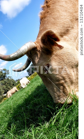 Herd of Cows Grazing in Meadow 13210484