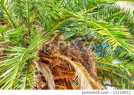 Big Argentina Parrot nests in the palm-tree. 13210651