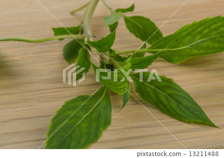 Bergamot leaves 13211488