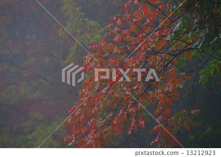 秋天的樹葉 秋天的樹葉 13212923