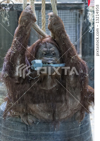 orang utan monkey close up portrait at the zoo 13214958