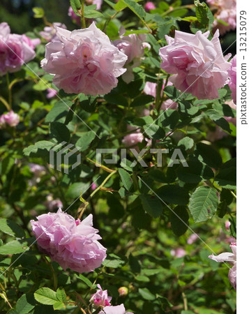 Brush · Damask 13215079