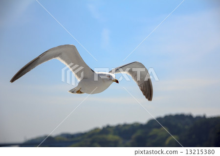 Flying seagull Flying seagull 13215380