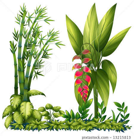 Ornamental plants Ornamental plants 13215813