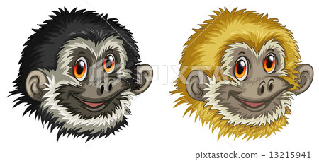 Gibbon faces 13215941